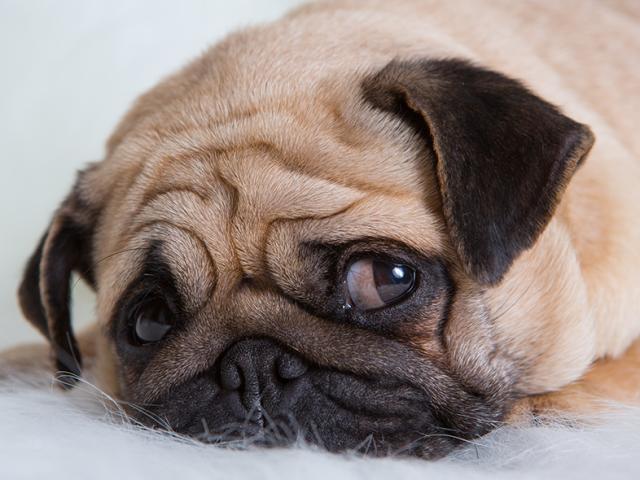pug wipes newsletter images s health pug wipes newsletter images s health